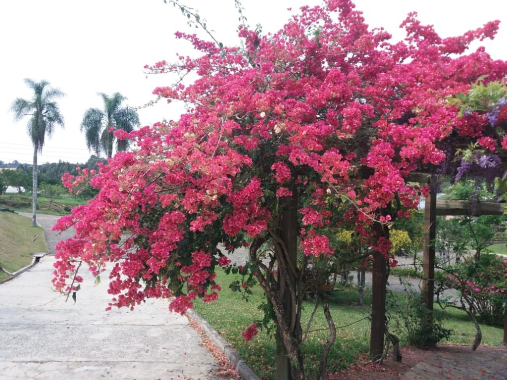 Primavera Primavera